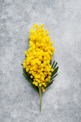 Mimosa flowers branch on a gray background. Spring, Easter, Mothers Day, Women's day concept.