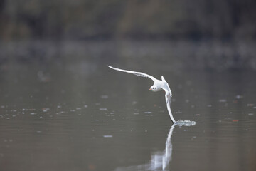 Mouette rieuse Chroicocephalus ridibundus en vol sur un étang avec des reflets colorés