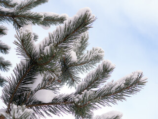 pine branch with snow