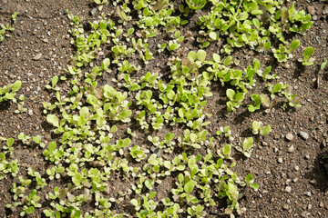 Garden and life in the green