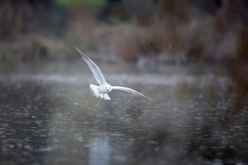Mouette rieuse Chroicocephalus ridibundus en vol sur un étang avec des reflets colorés