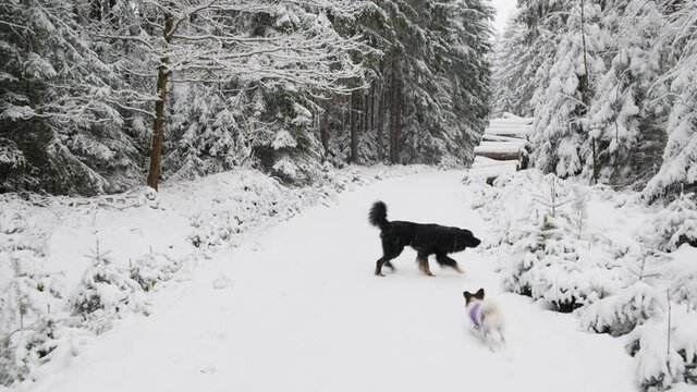 Active Dogs pets Hovawart and papilion Running Winter Forest In Snowy Day at winter season forest landscape