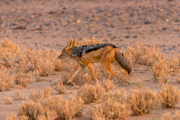 jackal hunting in the dune zone of Sossusvlei, Namibia