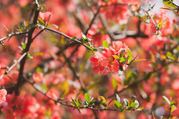 Red flowering Quince