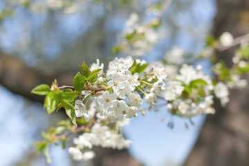 Brunch of blossoming spring tree