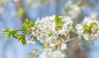 Brunch of blossoming spring tree