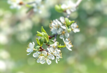 Brunch of blossoming spring tree