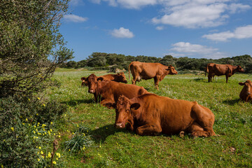 Menorcan cows grazing, Es Tudons, Ciutadella, Menorca, Balearic Islands, Spain