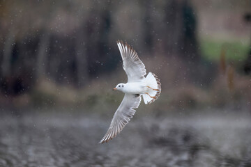 Mouette rieuse Chroicocephalus ridibundus en vol sur un étang avec des reflets colorés