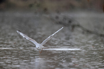 Mouette rieuse Chroicocephalus ridibundus en vol sur un étang avec des reflets colorés