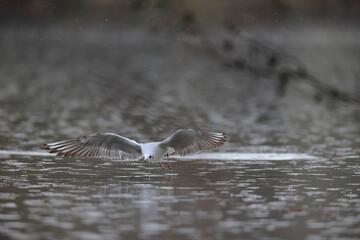 Mouette rieuse Chroicocephalus ridibundus en vol sur un étang avec des reflets colorés