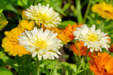 White calendula (Lat. Calendula officinalis) blooms in the summer garden