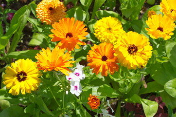 Yellow and orange calendula (Lat. Calendula officinalis) blooms on a flower bed in the garden