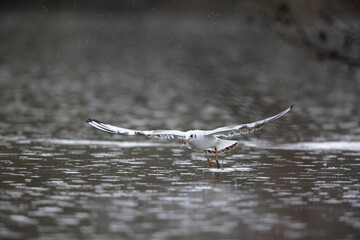 Mouette rieuse Chroicocephalus ridibundus en vol sur un étang avec des reflets colorés