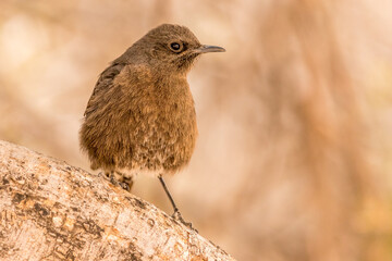 Fem. Mountain Wheatear (oenanthus monticola) seen in the Fish river Canyon area, Namibia
