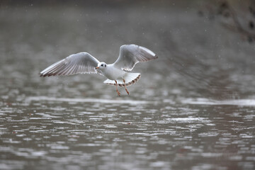 Mouette rieuse Chroicocephalus ridibundus en vol sur un étang avec des reflets colorés