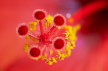 In spring, a joyful and colorful new life is awakened