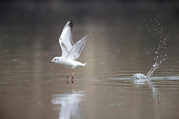 Mouette rieuse Chroicocephalus ridibundus en vol sur un étang avec des reflets colorés