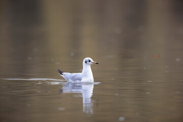 Mouette rieuse Chroicocephalus ridibundus en vol sur un étang avec des reflets colorés