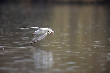 Mouette rieuse Chroicocephalus ridibundus en vol sur un étang avec des reflets colorés