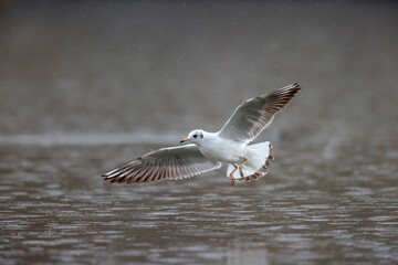 Mouette rieuse Chroicocephalus ridibundus en vol sur un étang avec des reflets colorés