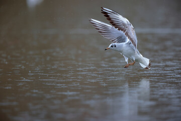 Mouette rieuse Chroicocephalus ridibundus en vol sur un étang avec des reflets colorés