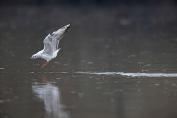 Mouette rieuse Chroicocephalus ridibundus en vol sur un étang avec des reflets colorés