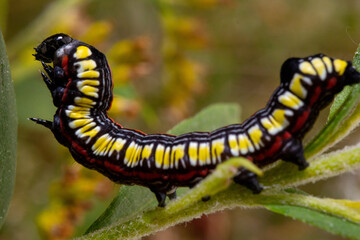 Cucullia asteris in the forest