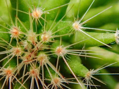 Green cactus Top view soft focus. Macro photography