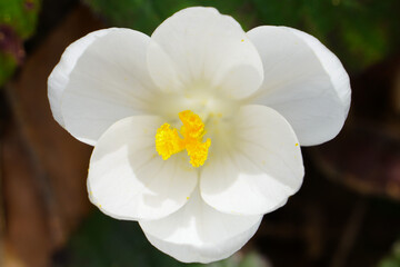 White crocus saffron. Spring. Flower fragment
