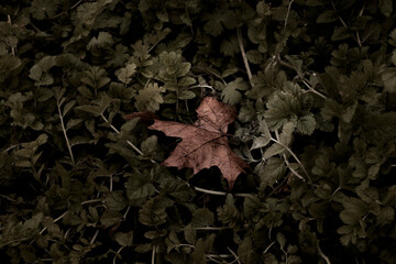 Hoja marron