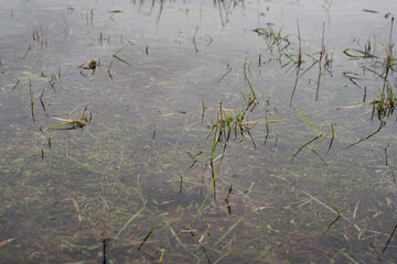Close-up of a flooded meadow in spring where you can see various green plants,