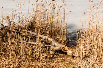 Schwarzsee, Lac Noir, Fribourg, Freiburg, Bergsee, Uferweg,  Ufer, Schilf, Biberschäden, Wanderweg, Kaiseregg, Schafberg, Riggisalp, Spitzflue, Winter, Wintersport, Eisfläche, Alpen, Schweiz