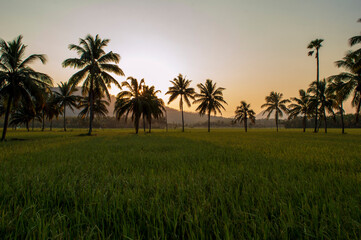 A rice paddy field is a flooded field of arable land used for growing semiaquatic crops, most notably rice. Paddy field makes beautiful texture pattern background along with the coconut trees.