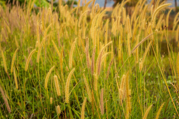 wild plant with brown long inflorescence in focus in india. Its like a meadow barley perennial bunchgrass.