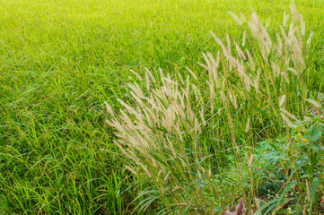 Wild plant with brown long inflorescence in focus in India. Its like a meadow barley perennial bunchgrass in the paddy field.