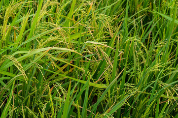 A rice paddy field is a flooded field of arable land used for growing semiaquatic crops, most notably rice. Paddy field makes beautiful texture pattern background.