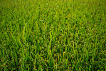 A rice paddy field is a flooded field of arable land used for growing semiaquatic crops, most  rice. Paddy field makes beautiful texture pattern background.