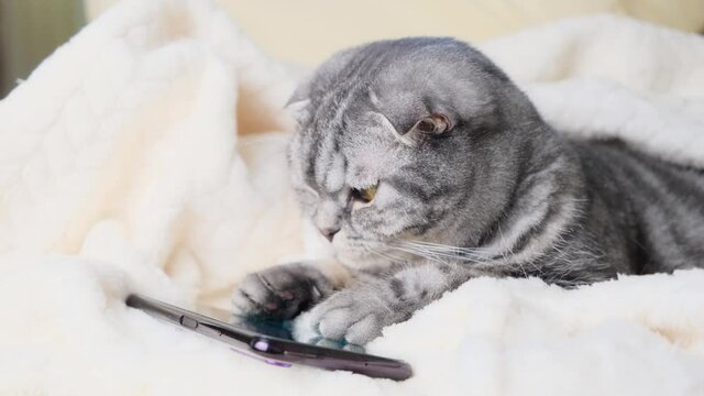 Scottish Fold smart cat playing in a smartphone. Funny pet and information technology.	