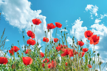 Red poppies in bloom on a field, blue sky, sun rays, bright