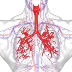Obraz na płótnie Canvas Lungs Human Respiratory System Anatomy For Medical Concept 3D Rendering