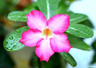Amazing pink beauty in rainy environment