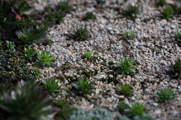 Sempervivum or Houseleek specimens planted with horticultural grit.They love sharp drainage.