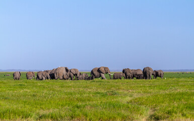 Fototapeta na wymiar Big group of elephants, social animals, gather together to enjoy family meeting. Loxodonta africana, adults and calves. Amboseli National Park, Kenya, Africa. Green grassland and blue sky