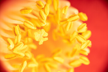 Macro shot of a beautiful red camellia with yellow stamen and pistils. Flower background