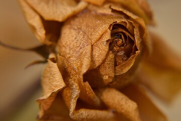 Zeszłoroczna róża