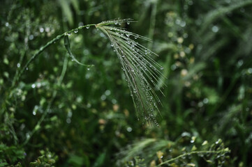 Spring green plants after the rain