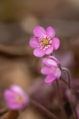 Closeup of a rare pink liverwort flowers, Hepatica nobilis.