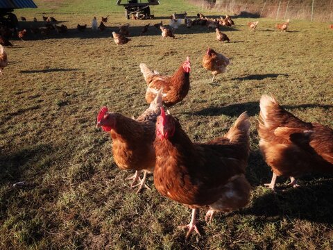 Free range brown laying hens in green grass walking and feeding