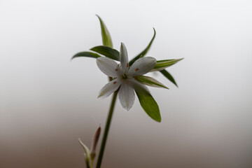 Flower of a Spider plant (Chlorophytum comosum).